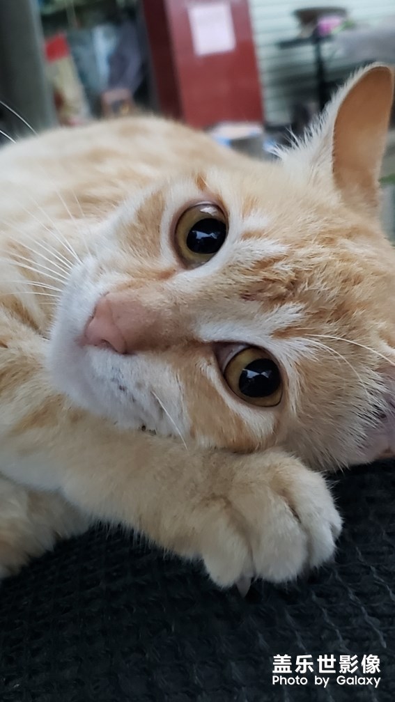 一只貓的陰雨天