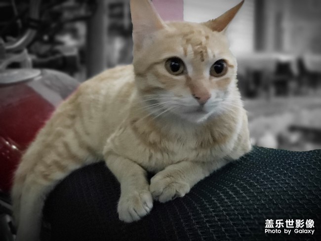 一只貓的陰雨天