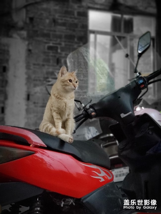 一只貓的陰雨天