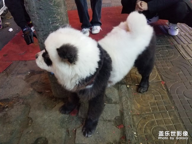 大熊貓