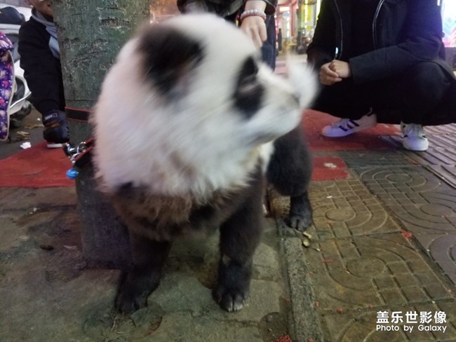 大熊貓