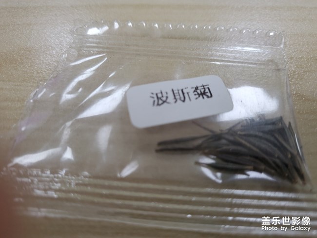 不吹不黑z flip
