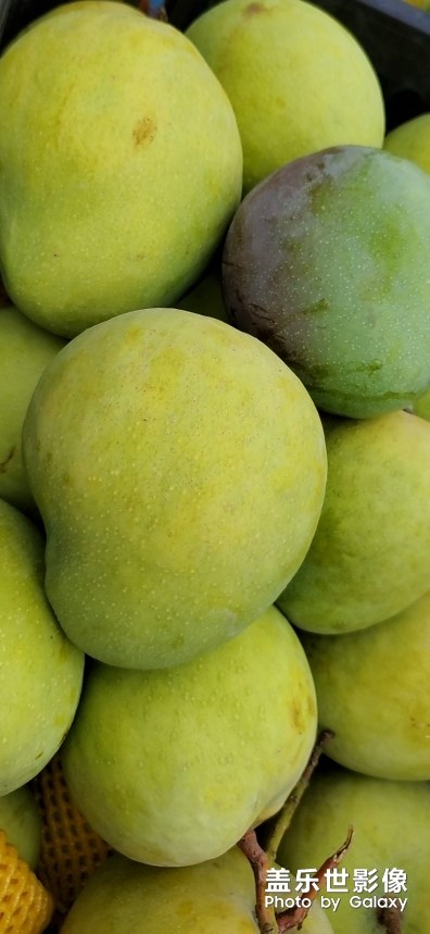好大的芒果