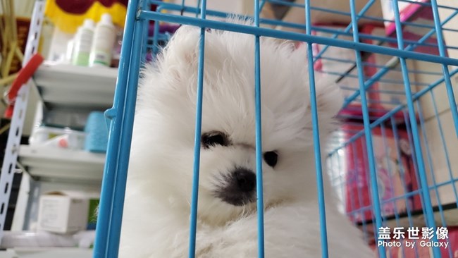小狗狗太可愛了哈哈
