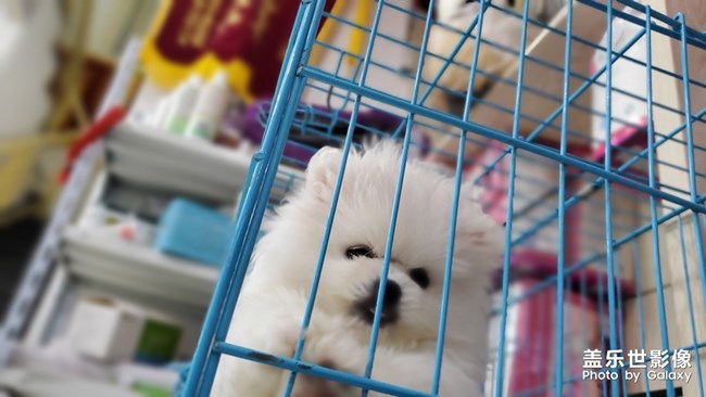 小狗狗太可愛了哈哈
