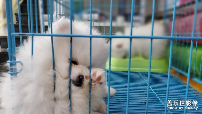 小狗狗太可愛了哈哈