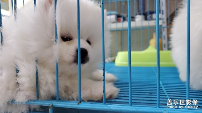 小狗狗太可愛了哈哈