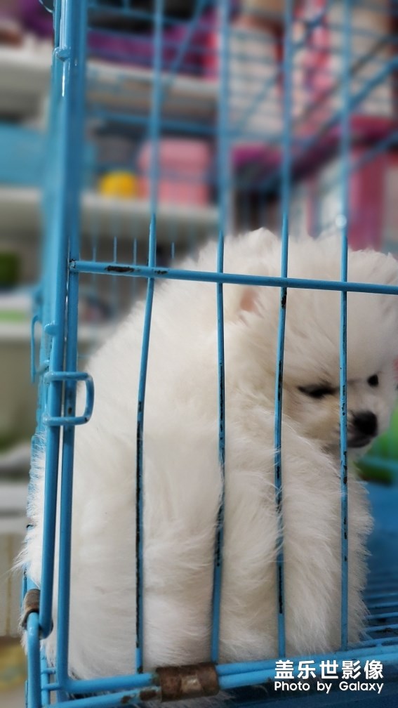 小狗狗太可愛了哈哈
