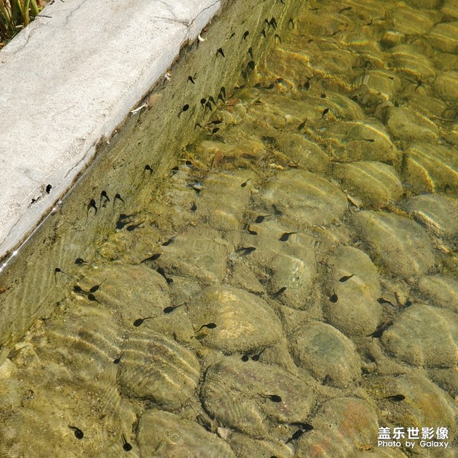 小蝌蚪出來(lái)了