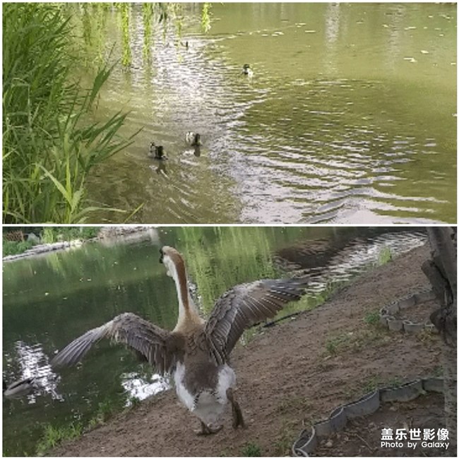 鵝