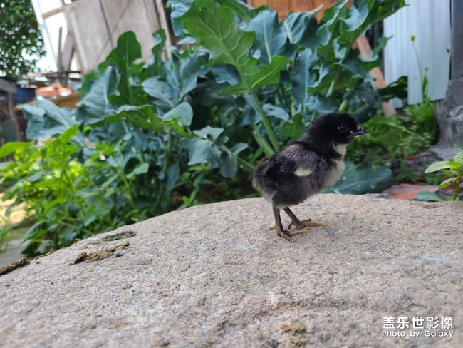 夏日小黑??
