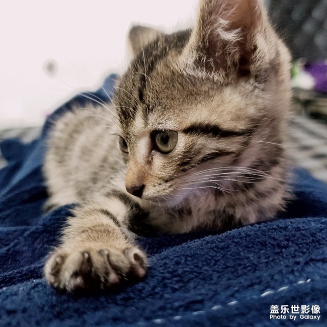 貓
