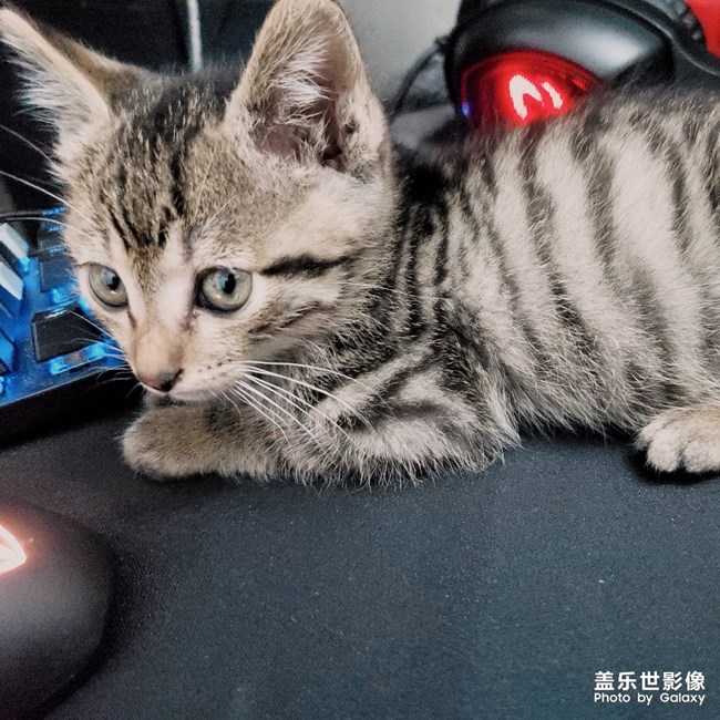 貓
