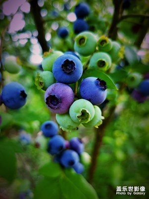 采藍(lán)莓
