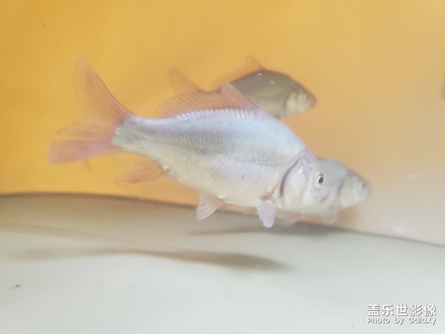 今天釣的魚