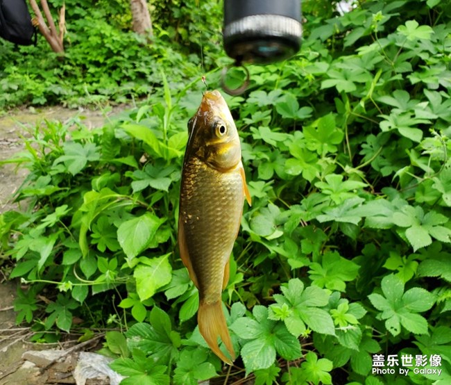 今天釣的魚