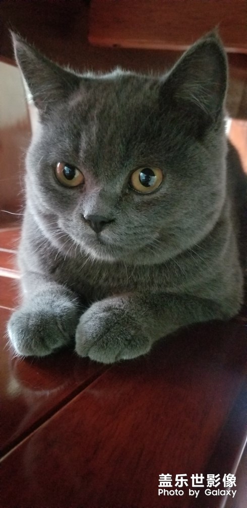 豬豬貓小日常