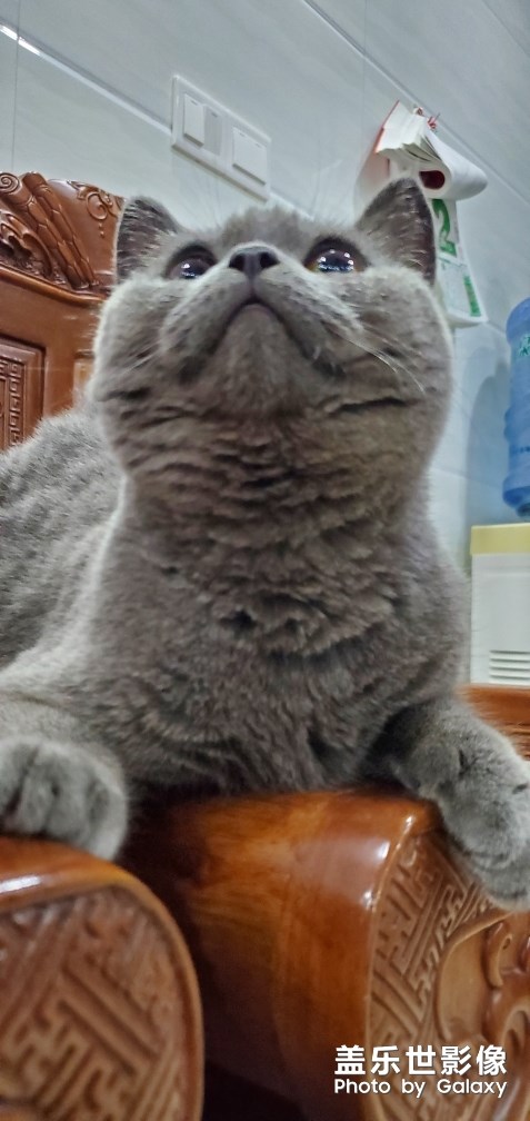 豬豬貓小日常