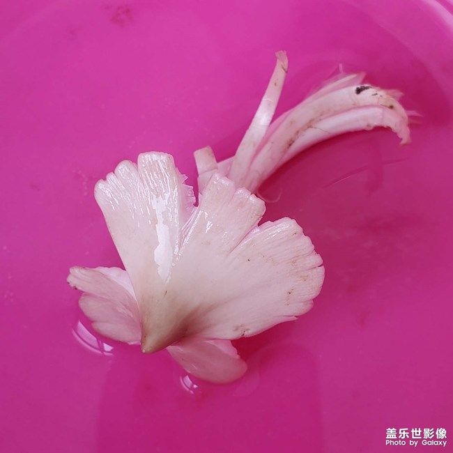 學考餐之詳細版