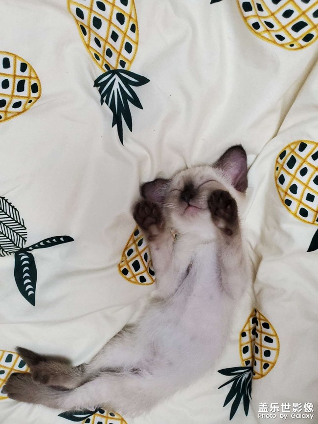 大貓貓