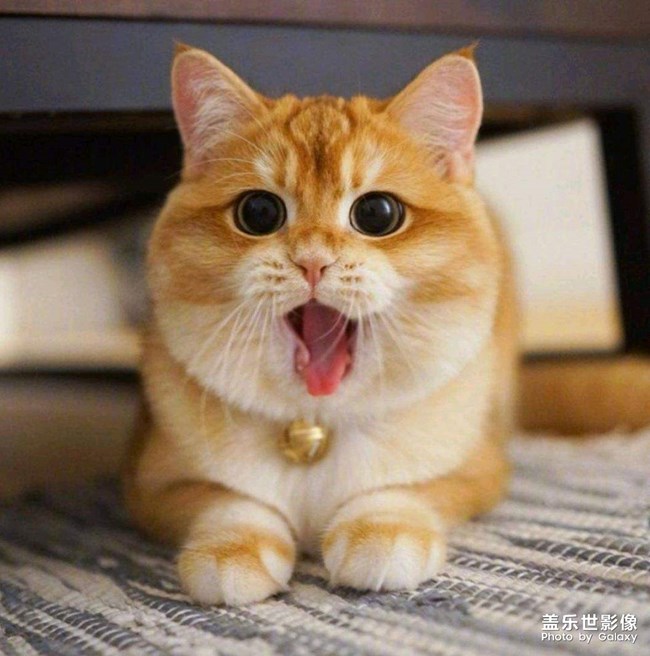好可愛? ??