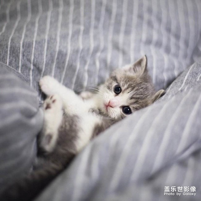 可愛的小寶寶