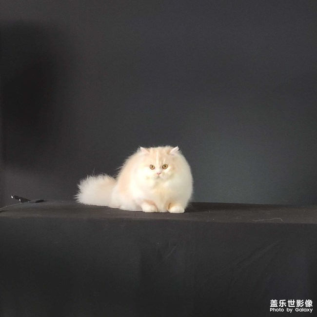 第三屆世寵國(guó)際名貓展
愛(ài)德勝杯名貓?? 選美比賽