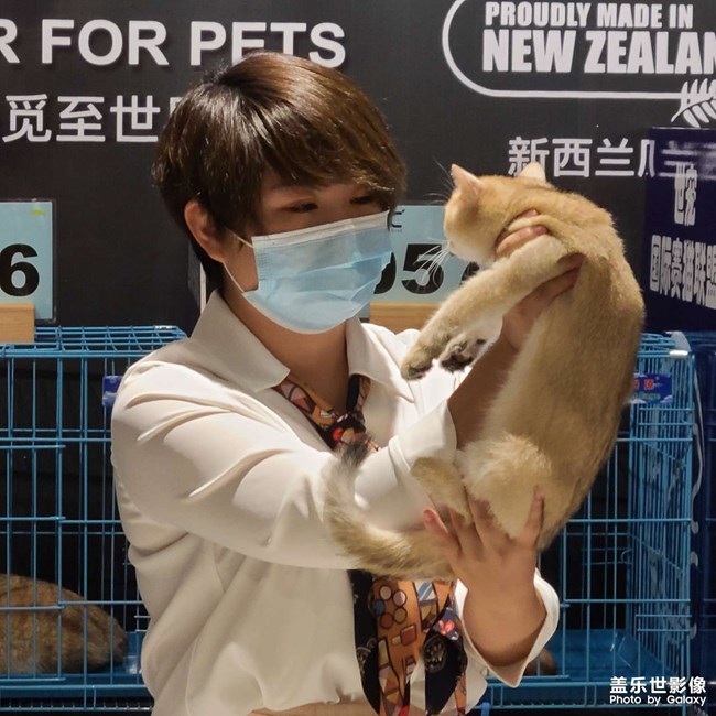 第三屆世寵國(guó)際名貓展
愛(ài)德勝杯名貓?? 選美比賽