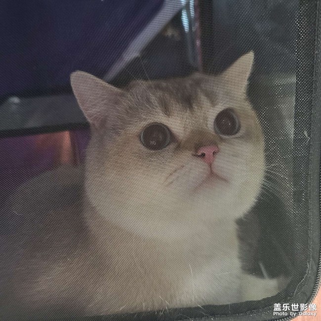 第三屆世寵國(guó)際名貓展
愛(ài)德勝杯名貓?? 選美比賽