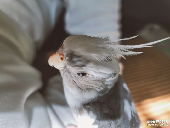 快到求偶年紀(jì)咯