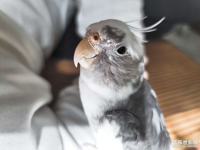 快到求偶年紀(jì)咯