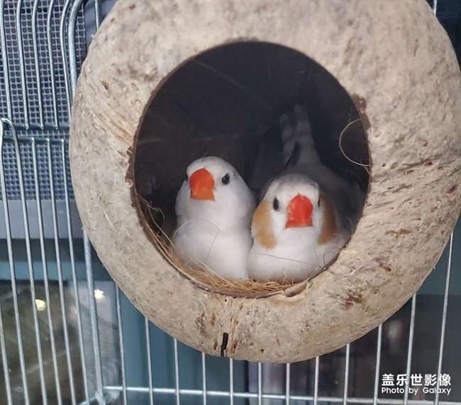 企鵝珍珠