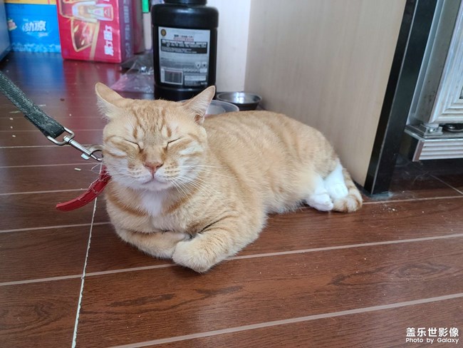 單位樓下的貓