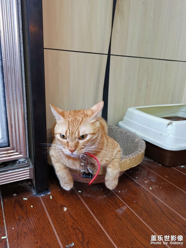 單位樓下的貓