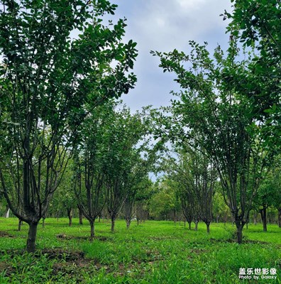 【難忘2020】春夏秋冬