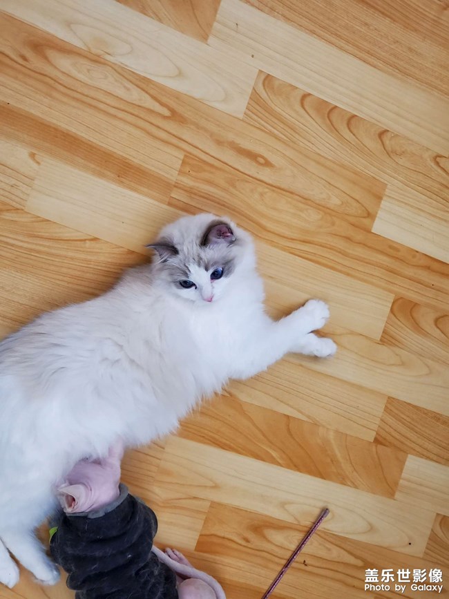 #吸貓#貓想擼貓咖