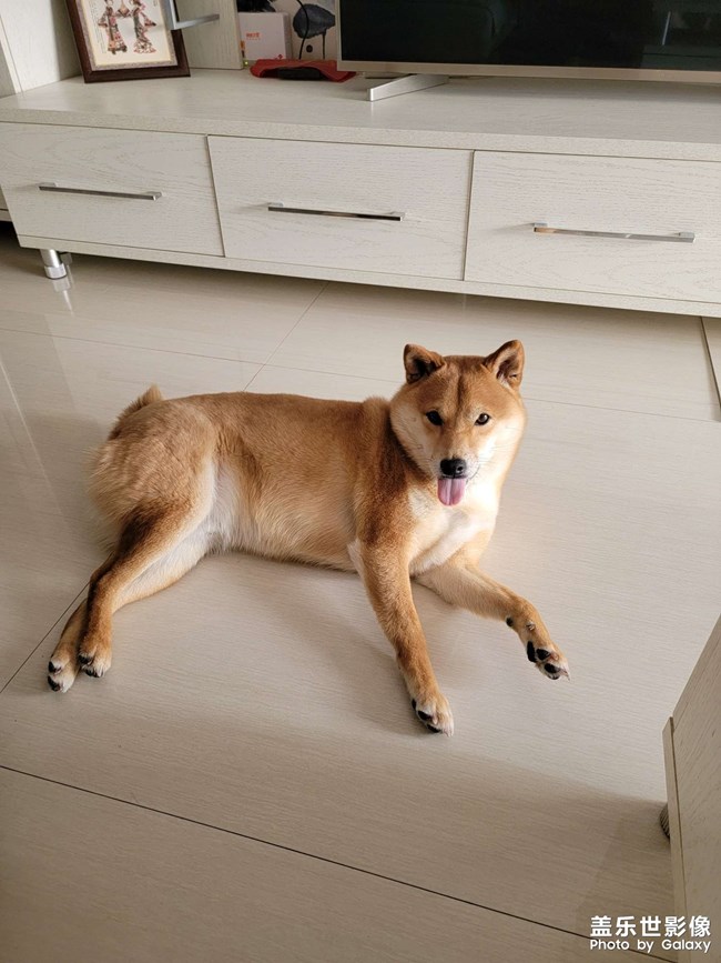 二狗子