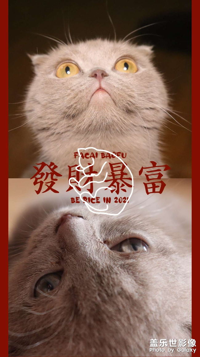 家貓之春節(jié)