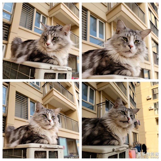 我家有只不怕死的大貓