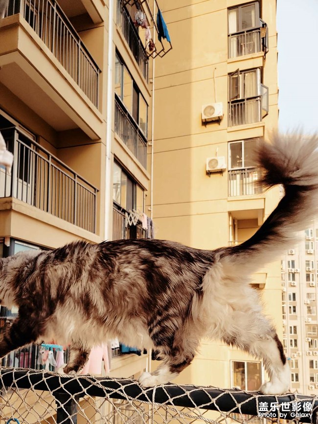 我家有只不怕死的大貓