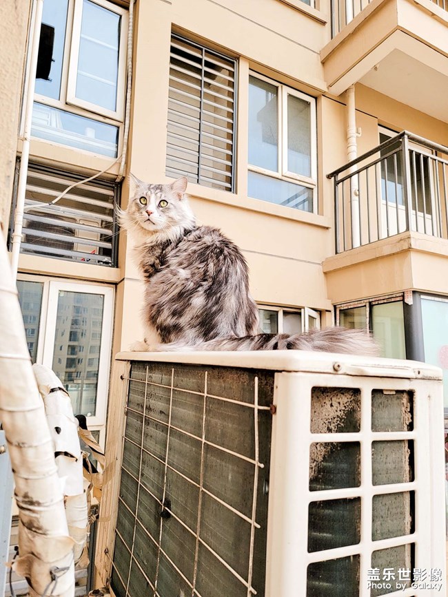 我家有只不怕死的大貓
