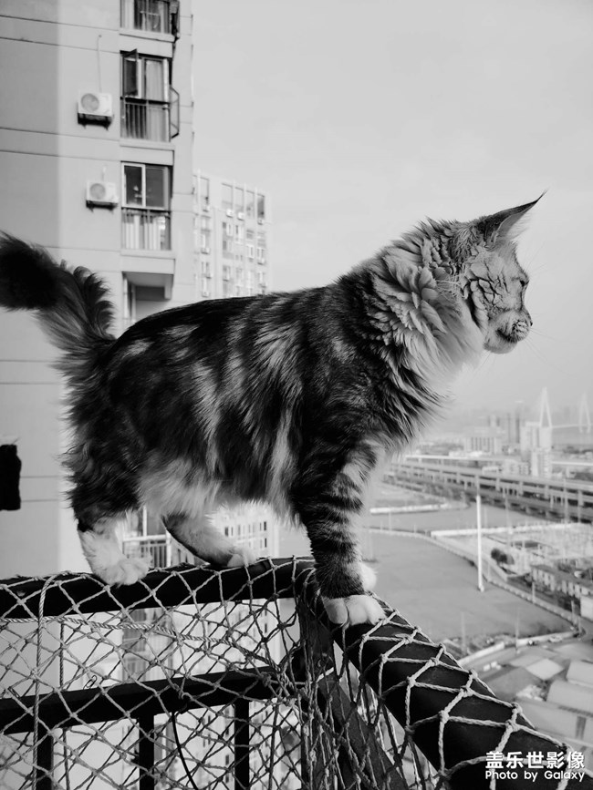 我家有只不怕死的大貓