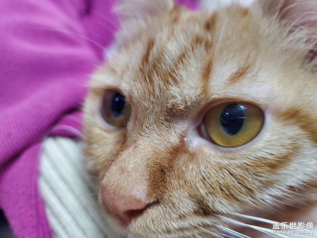 我家的貓咪??
