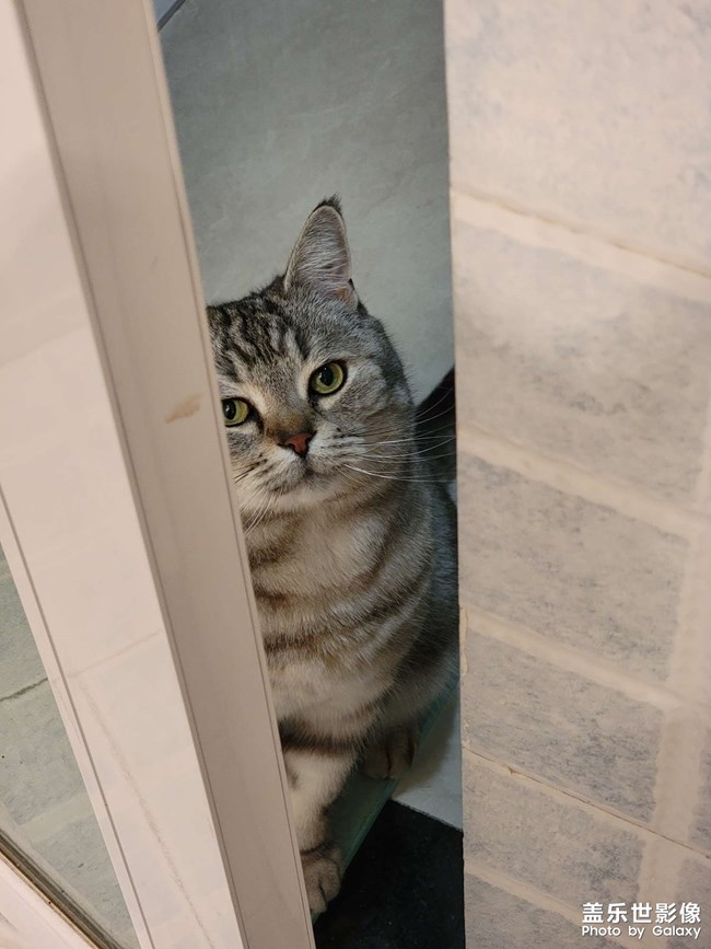 擼貓一時爽，一直擼貓一直爽