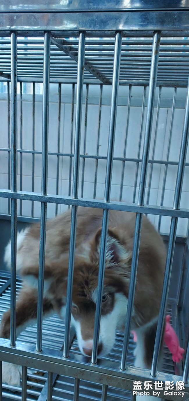 狂擼狗子