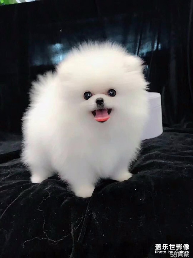 太可愛了
