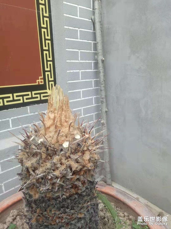 鐵樹發(fā)芽過程