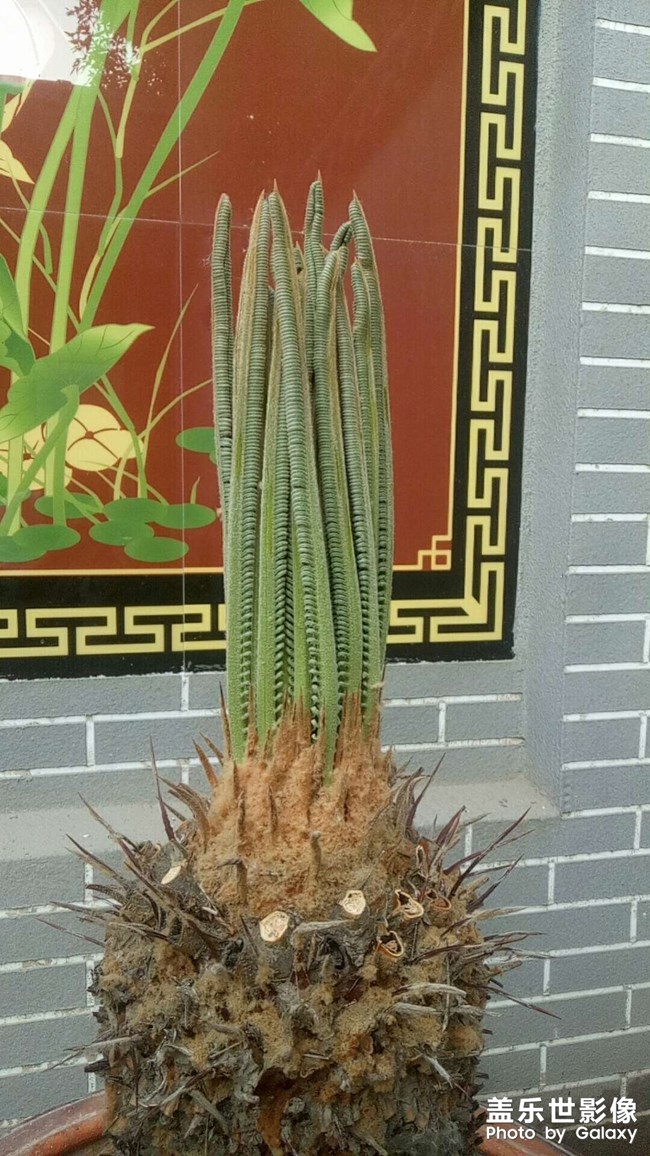 鐵樹發(fā)芽過程