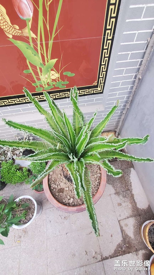 鐵樹發(fā)芽過程