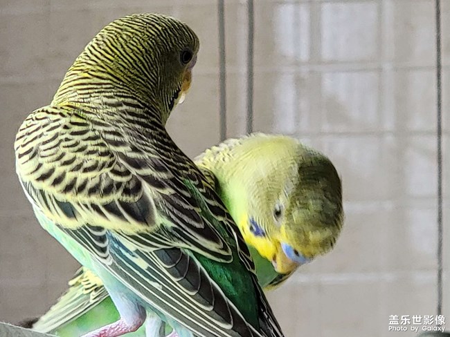 請(qǐng)問(wèn)這是一公一母嗎？從小養(yǎng)大的鸚鵡。